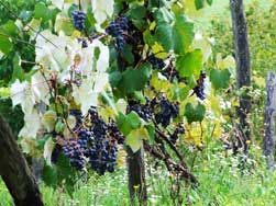 Vinica v Plášťovciach Vinica v Plášťovciach